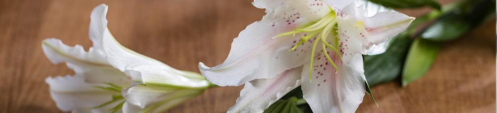 A white lily on a table.